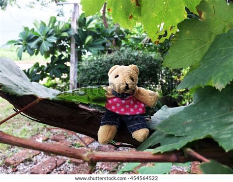My Cute Teddy Bear Wearing Pink Stock Photo 454564522 Shutterstock