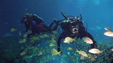 Unbelievable Georgia Aquarium Dive Youtube