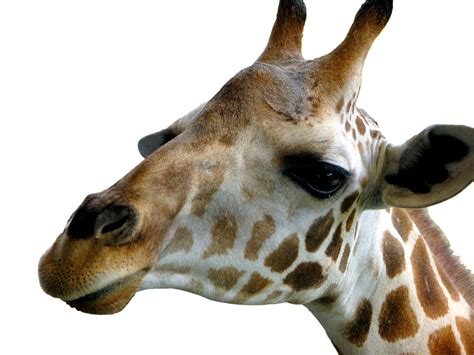 Silly Giraffe Free Photo Download Freeimages