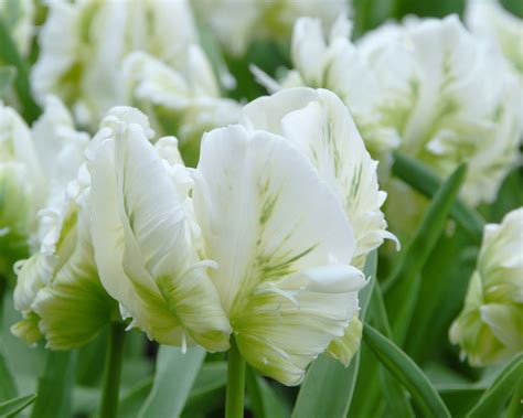 Tulip White Parrot Bulbs — Buy Online At Farmer Gracy Uk
