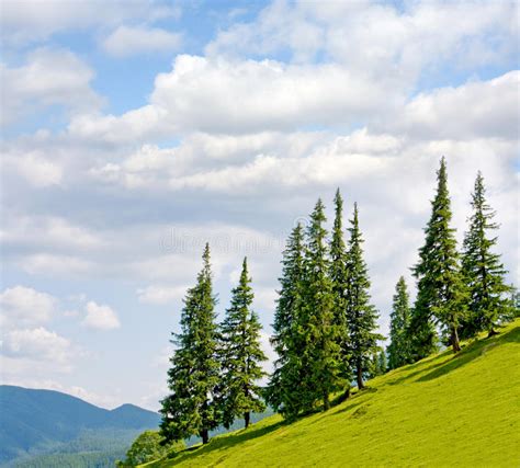 Landscape With Trees On Flank Of Hill Stock Image Image Of Bent Slim