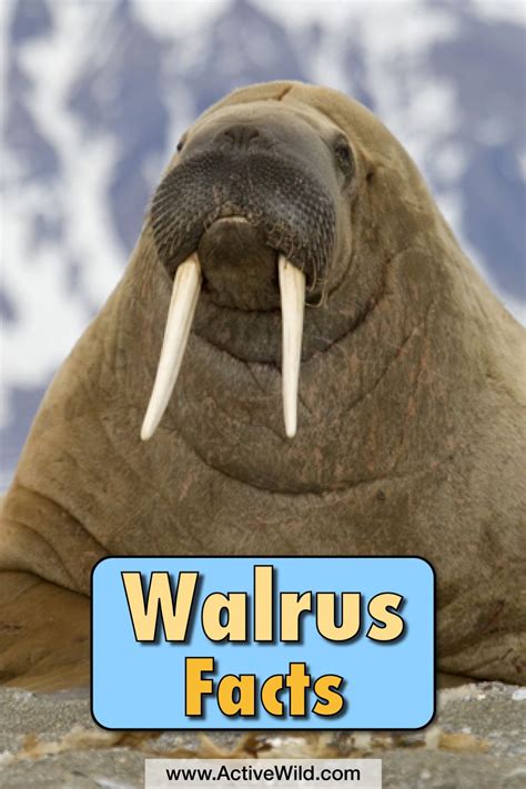 Walrus Facts For Kids Information Pictures Video And More Walrus