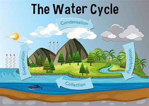 The Water Cycle Biology Online Tutorial
