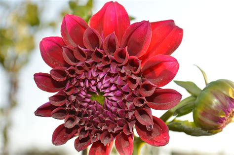Pasalnya, aroma bunga kantil ini sering diidentikkan dengan kehadiran kuntilanak. BUNGA-BUNGA CANTIK YANG TIADA DI MALAYSIA | Scripters News
