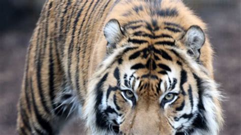 Indias Tiger Population Rises By Over 30 Since 2010
