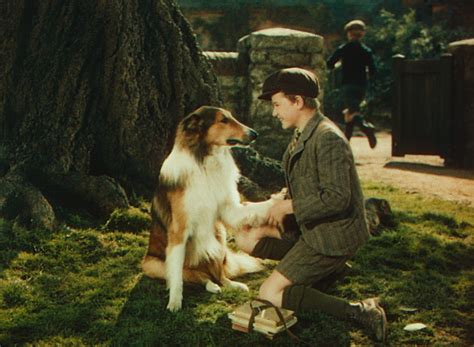 Lassie Come Home 1943 Directed By Fred M Wilcox Moma