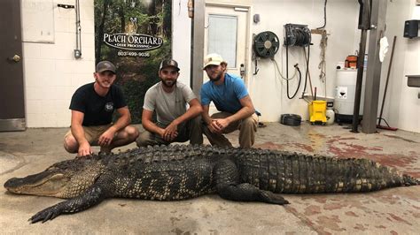 Check This Out 12 Foot Alligator Caught At South Carolinas Lake