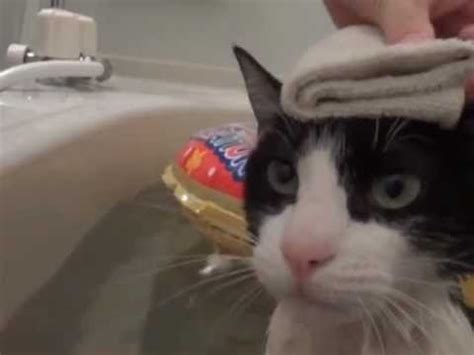 Check spelling or type a new query. Wet Cat (Taking a Bath) - The Song - YouTube