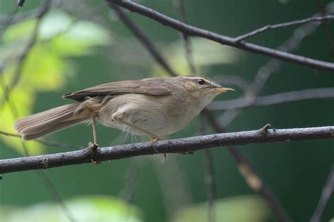 Dusky Warbler Birds Of Singapore