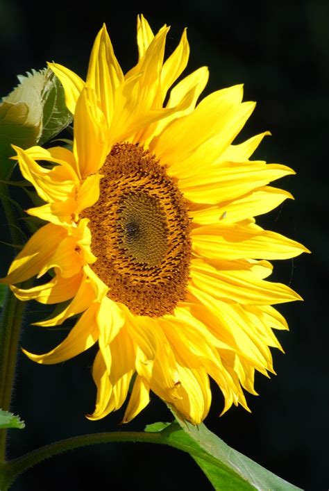 A Large Yellow Sunflower With Green Leaves In The Foreground And A Dark