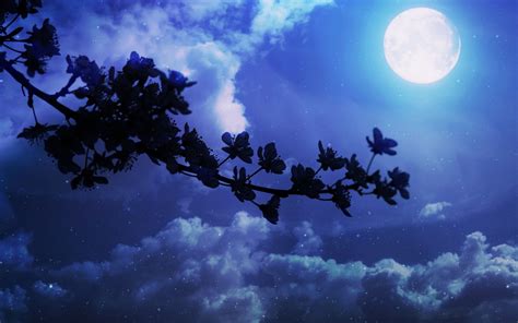 Download Moon Blue Star Cloud Night Cherry Blossom Flower Nature