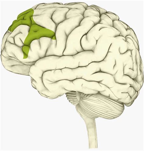 Digital Illustration Of Lateral Prefrontal Cortex Involved 13546271