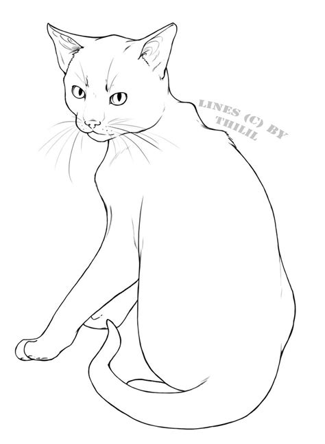 Ragdoll Cat Drawing At Getdrawings Free Download