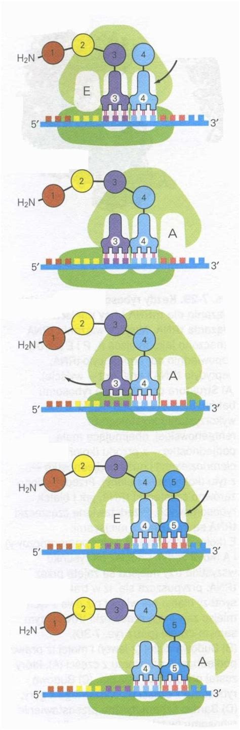 Organelle komórkowe Retikulum endoplazmatyczne Rybosomy Translacja