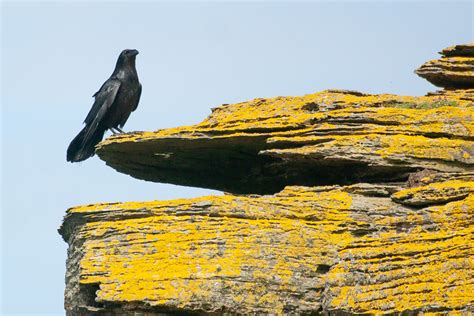 common raven corvus corax