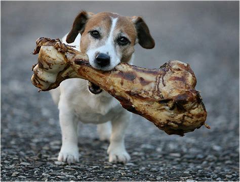 Why Do Dogs Like To Chew On Bones 2023