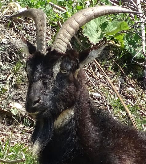 Mountain Goat Up Close Free Stock Photo - Public Domain Pictures