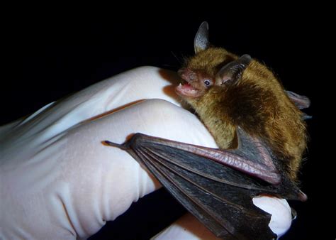 Little Brown Bat Mammals Of Floracliff Nature Sanctuary · Inaturalist