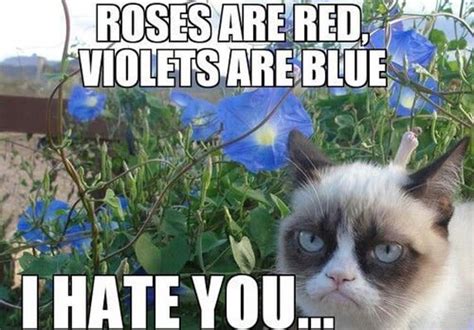 19 I Hate You The 50 Funniest Grumpy Cat Memes Complex