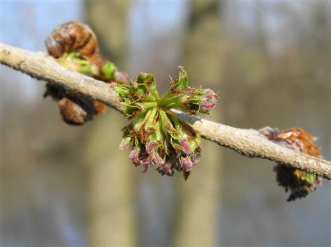 Slippery Elm Purdue Fort Wayne