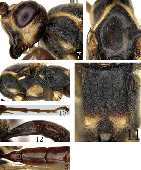 Gyrodonta Motuoica Sp N Holotype Female 7 Head And Pronotum Lateral
