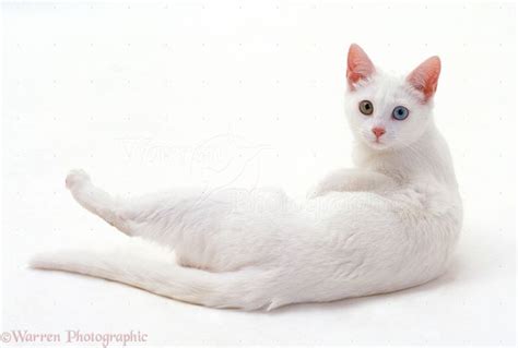 Odd Eyed White Cat Lying Down Photo Cats And Kittens Cats Cat Pose