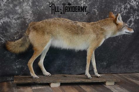 Full Body Coyote Taxidermy Mount For Sale Sku 1660 All Taxidermy