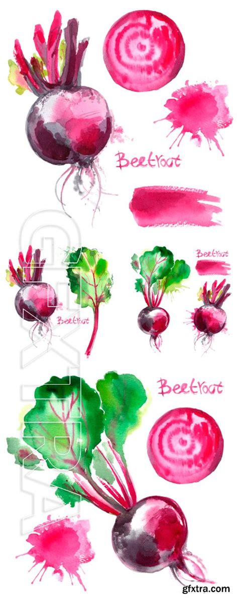 Stock Vectors Set Of Vegetables Painted With Watercolors On White Background Color Beets With