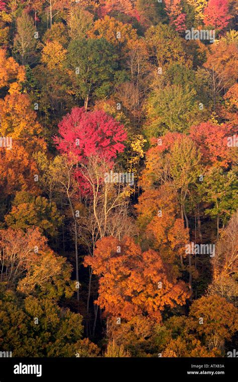 Fall Scene Trees With Fall Colors Big South Fork National Recreation