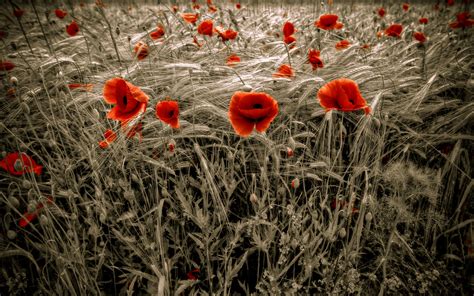 Wallpaper Flowers Nature Red Field Selective Coloring Poppies