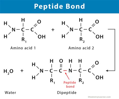 アミド結合とペプチド結合の違いとは？ ねこでもわかる化学