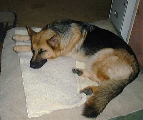 According to wikipedia they can learn simple tasks after only 5 repetitions and obey the. german shepherd photo page 2