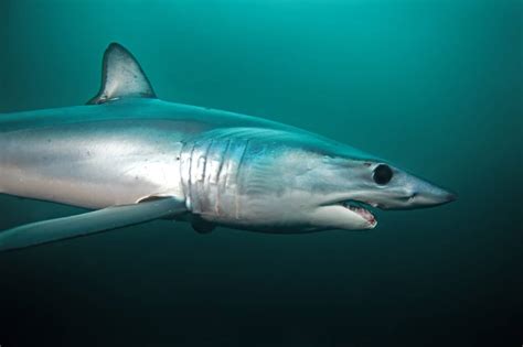 Discover The Largest Mako Shark Ever Recorded A Z Animals