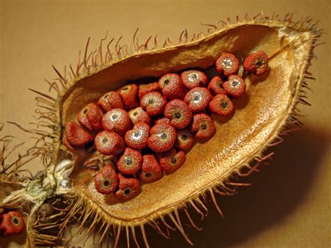 If you find me at a show this fall, ask me if i have some annatto seed on my herb shelf so you can get a good look at it. Easy Achiote Oil Recipe