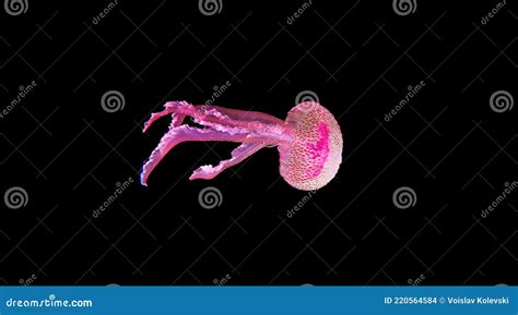 Mauve Stinger Purple Jellyfish Pelagia Noctiluca Stock Photo Image