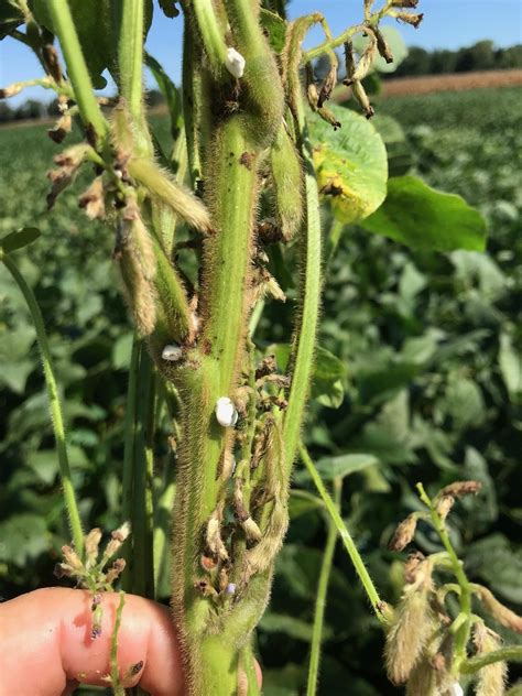 Kudzu Bug Beauveria Ut Crops News