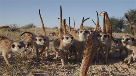 Bbc Earth Astonishing Video Of Deadly Meerkats Vs Cape Cobra