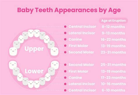 The Ultimate Guide To Baby Teething With Images Baby Teeth Teeth