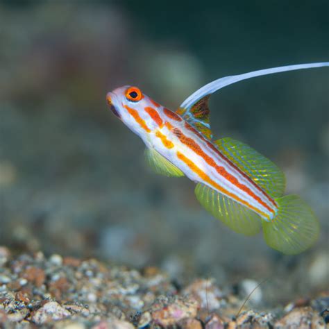 Biota Captive Bred White Spotted Dwarf Goby Fish And Coral Store