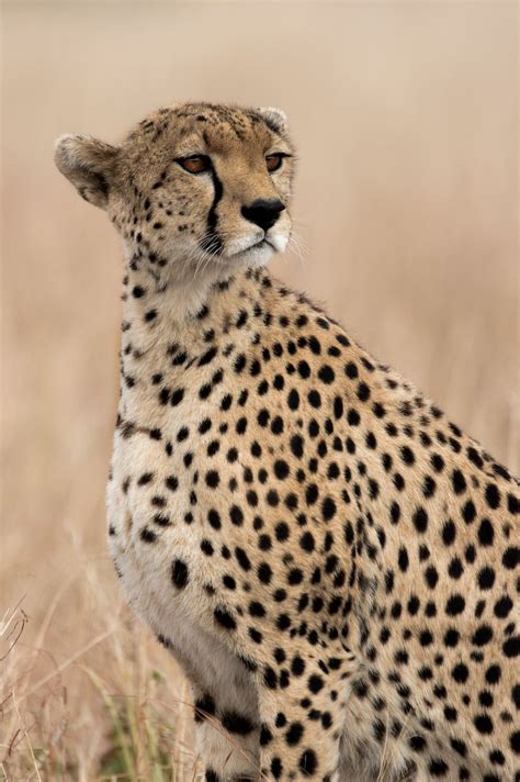 Portrait Of A Cheetah Smithsonian Photo Contest Smithsonian Magazine