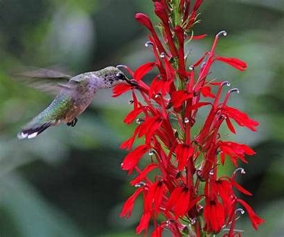 Birds Plants Native Attract Seeds Protect Buying