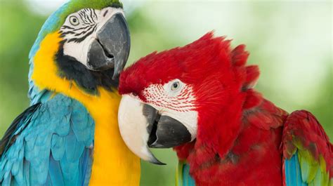 México Cuida Más De Mil Especies De Aves Que Se Encuentran En Peligro