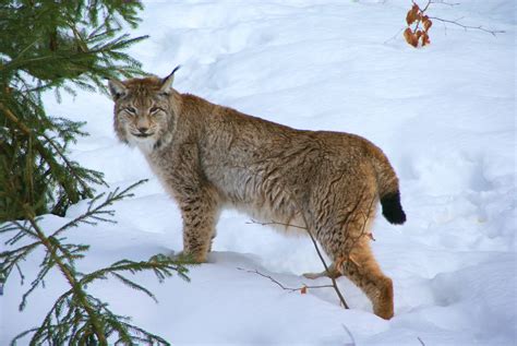 Felidae Eurasian Lynx