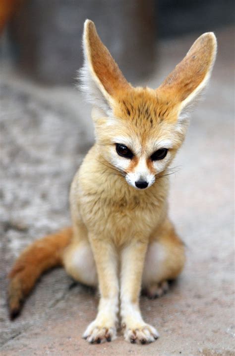 Petition · Allow Ownership Of Fennec Foxes As A Household