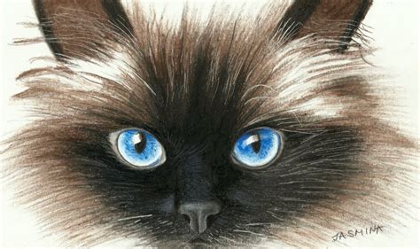 Siamese Cats Face In Colored Pencil By Jasminasusak On
