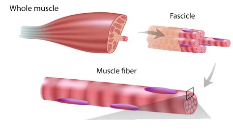 How Do Muscles Recover After Exercise Online Degrees