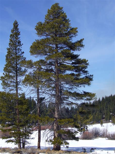 Pinus is the largest genus of the pinaceae, the pine family, which is the oldest and largest conifer. Sierra Nevada Evergreen Trees | Antonucci Lawn and Garden