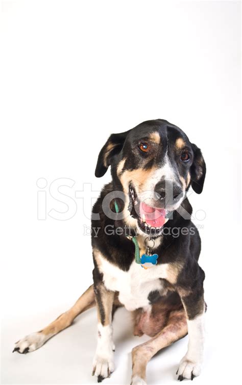 Tired Old Mutt Dog Posing Against White Background Stock Photo
