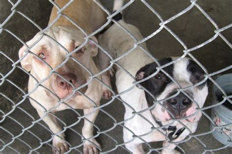 Dog Fighting Exposed Animal Welfare Paws Chicago