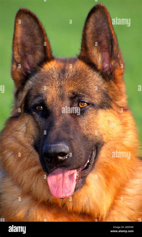 Deutscher Schaeferhund German Shepherd Dog Stock Photo Alamy